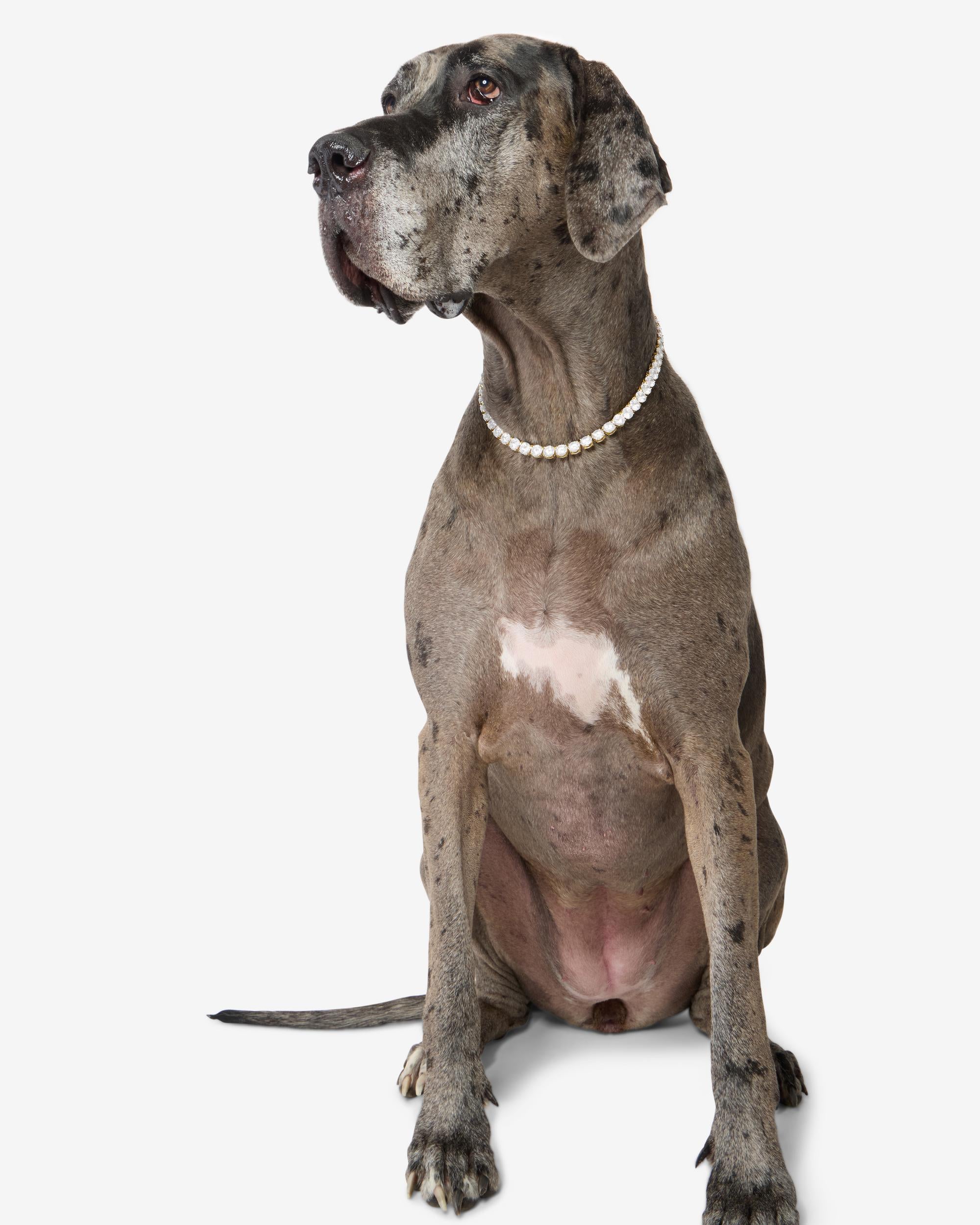 Royal Pet Tennis Necklace - Gold|White Diamondettes - Image 11