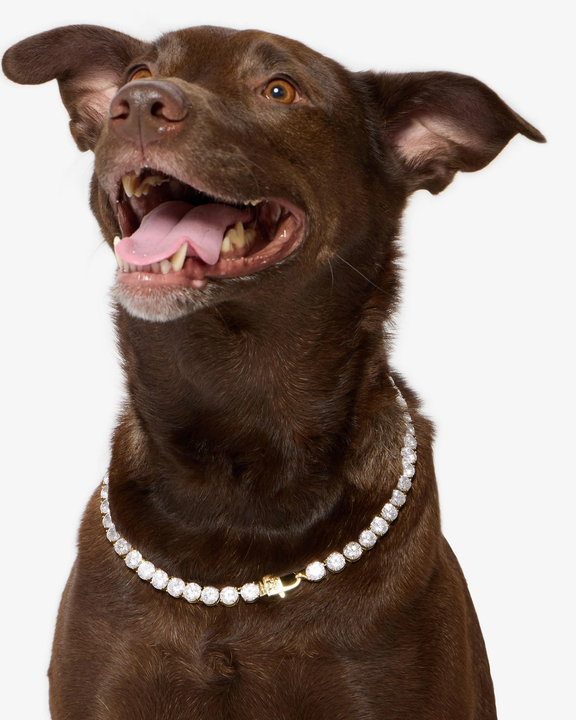 Royal Pet Tennis Necklace - Gold|White Diamondettes - Image 12