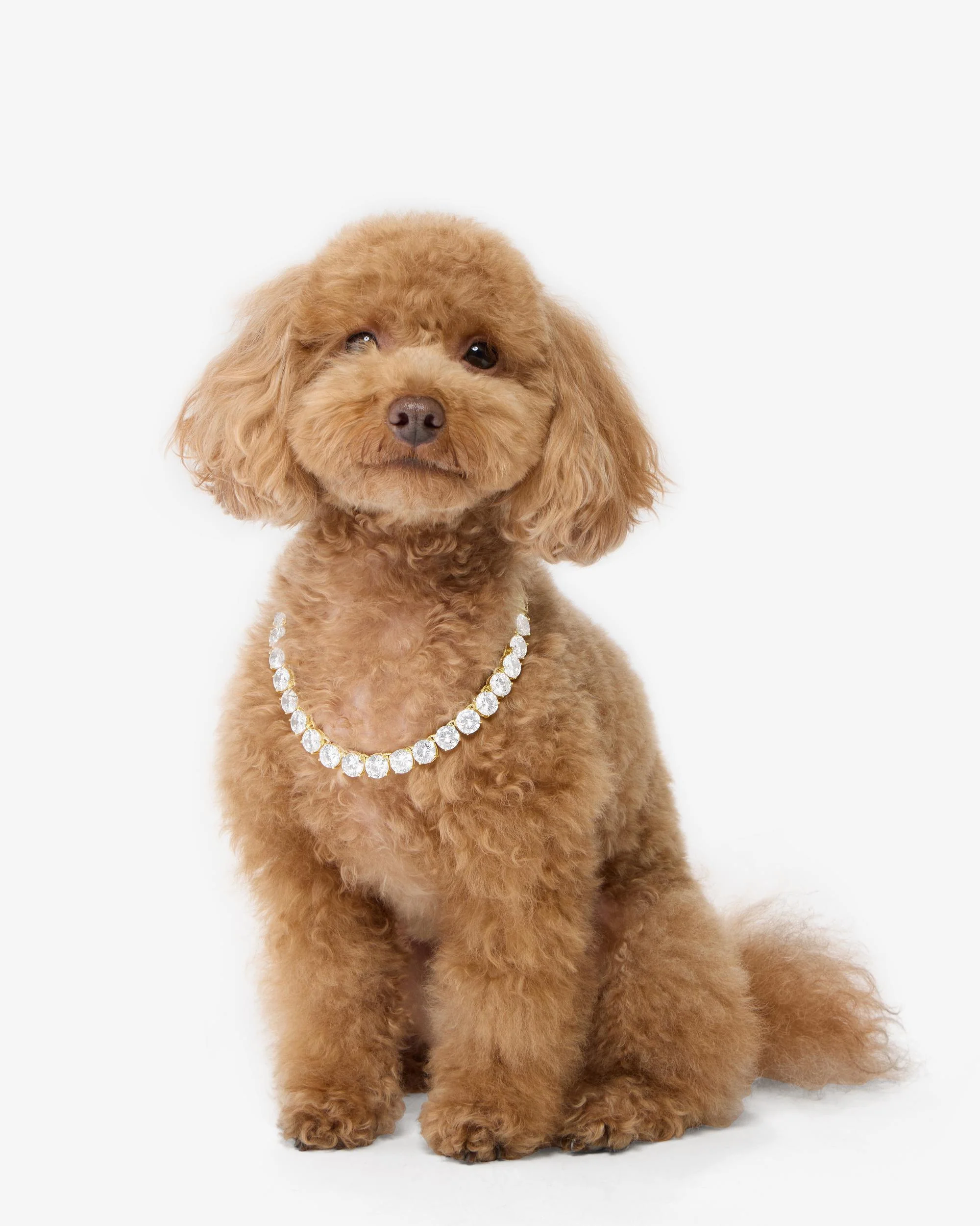 Royal Pet Tennis Necklace - Gold|White Diamondettes - Image 6
