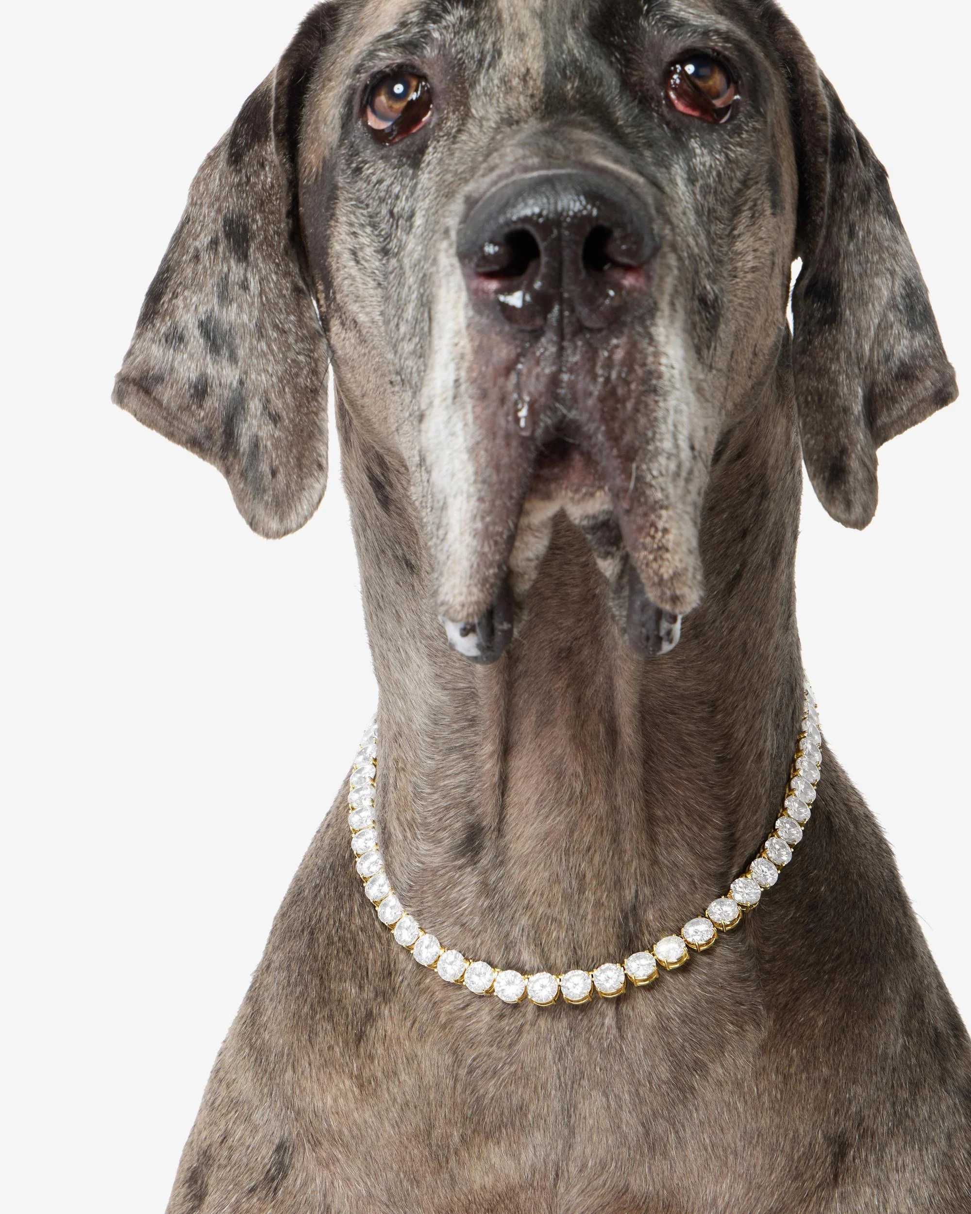 Royal Pet Tennis Necklace - Gold|White Diamondettes - Image 9
