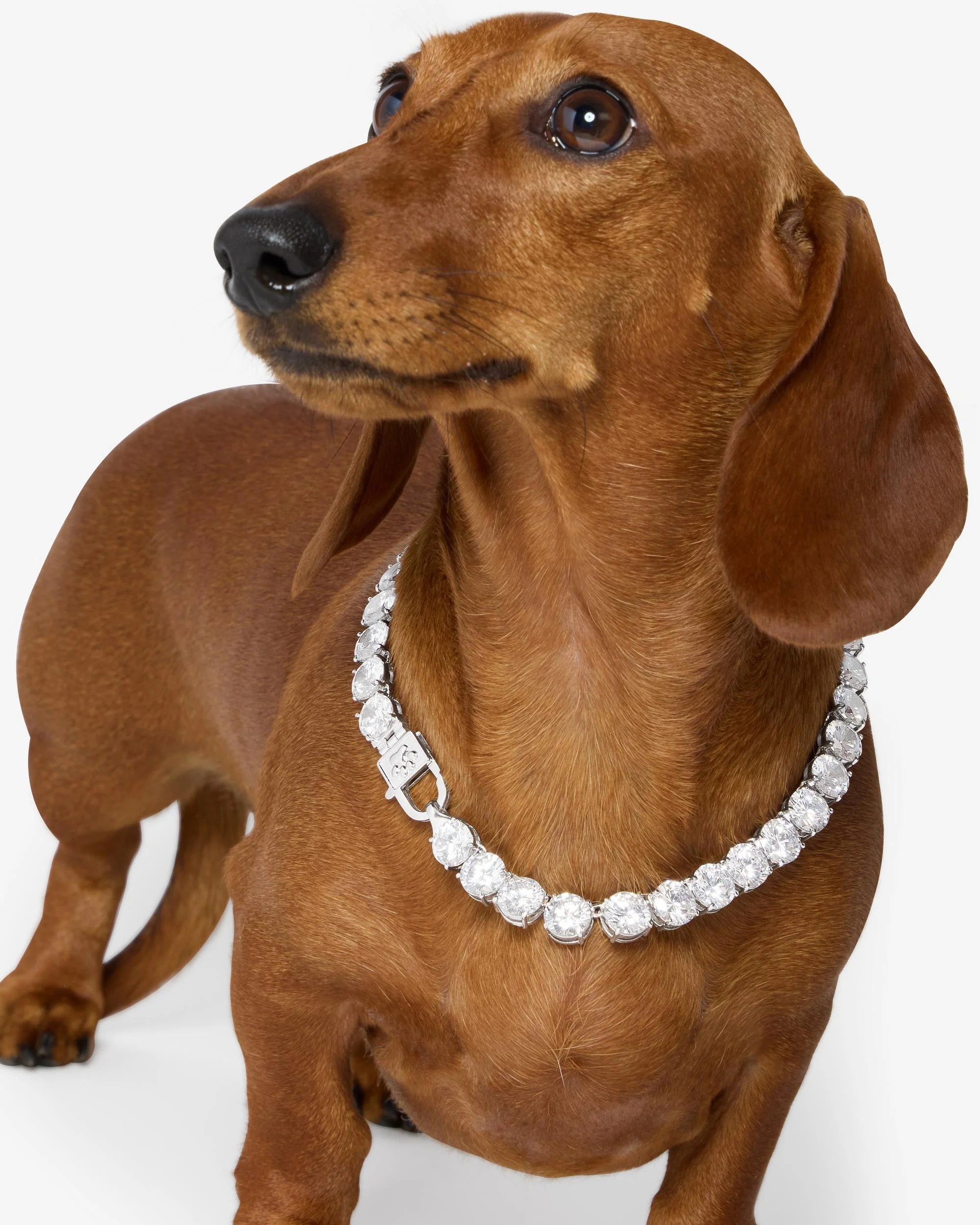 Royal Pet Tennis Necklace - Silver|White Diamondettes - Image 3