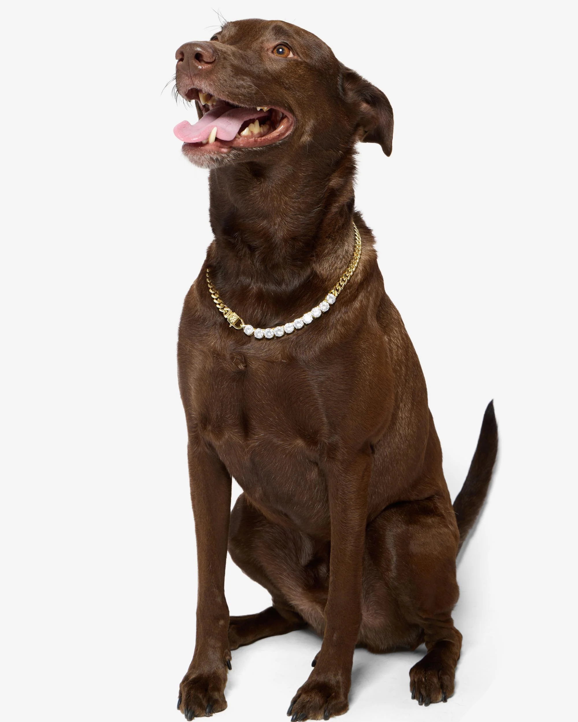 Thor Loves Diamonds Pet Necklace - Gold|White Diamondettes